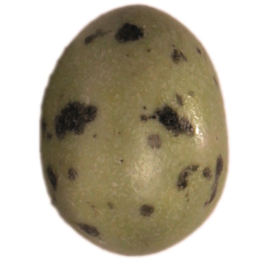 Möweneier (dragiertes Marzipan), 100 Gramm